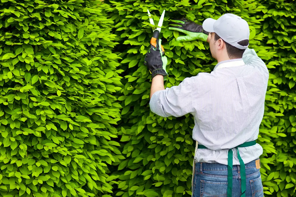 professional pruning1